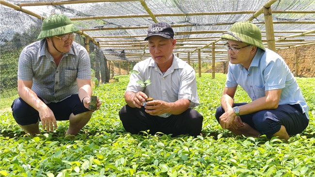 Trồng “cây vàng”, Giàng A Sáu trở thành tỷ phú (04/10/2022)